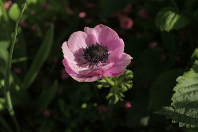 Close-up of insect on pink flowering plant