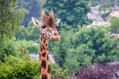 Portrait of giraffe