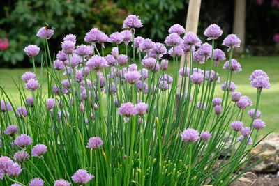 Close-up of pink flowers blooming in field