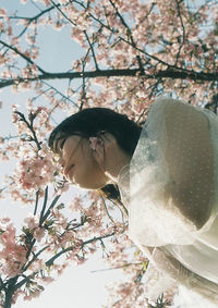 Low angle view of cherry blossoms on tree