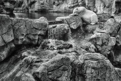 View of sheep on rock at zoo