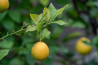 Close-up of fruit growing on plant