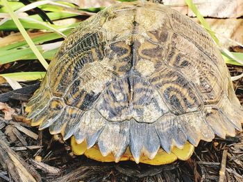 High angle view of tortoise on field