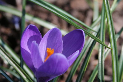 Close-up of purple crocus blooming outdoors