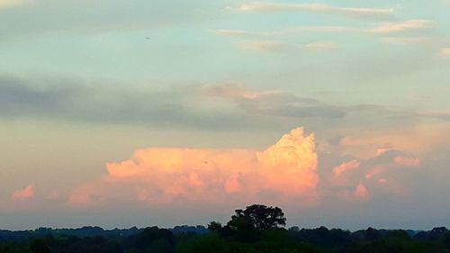 Scenic view of trees against sky during sunset