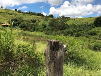 Scenic view of agricultural field against sky