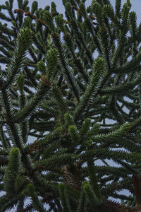 Full frame shot of pine tree