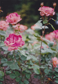 Close-up of pink flowers blooming outdoors