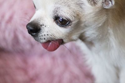 Sunny the chihuahua 