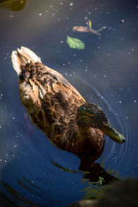 High angle view of mallard duck swimming in lake