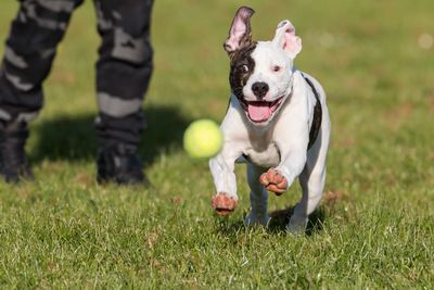 American bulldog puppy chasing tennis ball in park