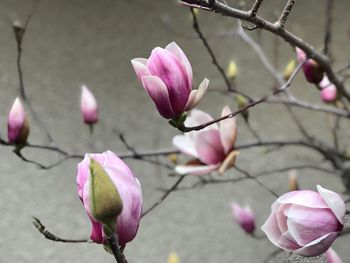 Close-up of pink magnolia on branch