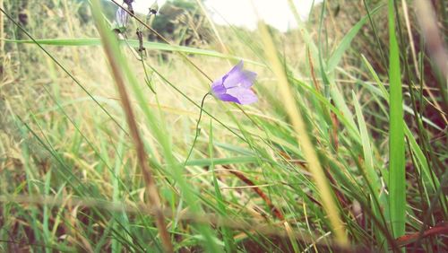 Close-up of purple flowers blooming in field