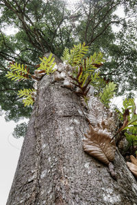 Close-up of tree trunk