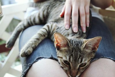 Tabby cat relaxing on person lap