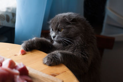 Close-up of cat on table