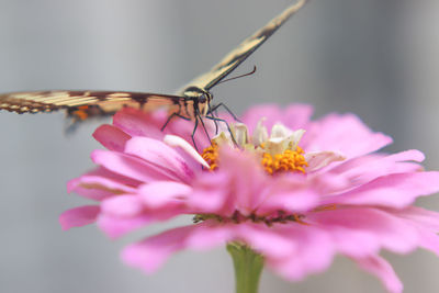 Tiger swallowtail butterfly 