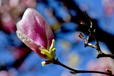 Close-up of insect on flower