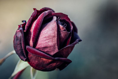 Close up of flower