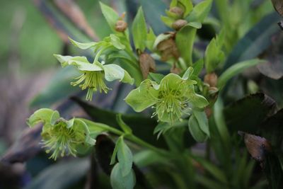 Close-up of green flowering plant