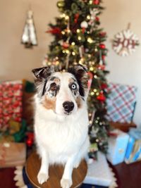 Portrait of dog on christmas tree