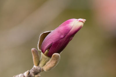 Close-up of pink flower bud