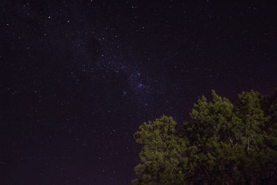 Low angle view of trees against sky at night