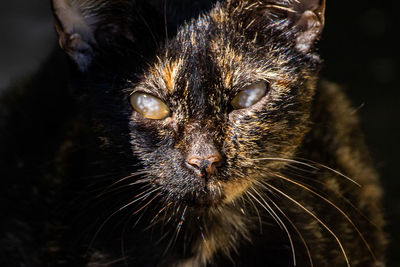 Close-up portrait of a cat