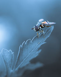 Close-up of fly on leaf