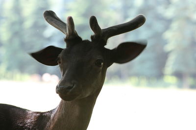 Portrait of deer