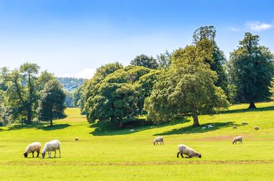 Sheep grazing in pasture