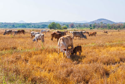 Horses in a field