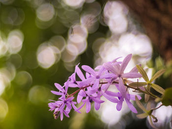 Closeup of flowers on a blossom purple sage, texas ranger, silverleaf 