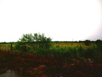 Scenic view of field against clear sky