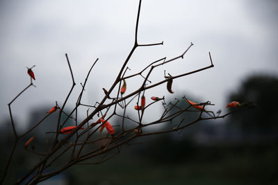 Low angle view of plant against sky