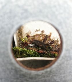 Directly above shot of potted plant on rock