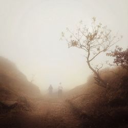 Trees in foggy weather