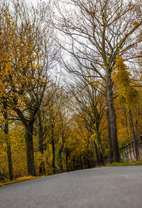 Road amidst trees in forest during autumn