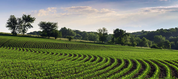 Scenic view of agricultural field against sky