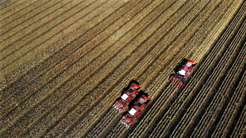 Aerial top view. three big red combine harvester machines harvesting corn field in early autumn