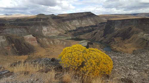 Yellow flowers growing on landscape against sky