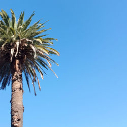 Low angle view of palm tree against clear blue sky