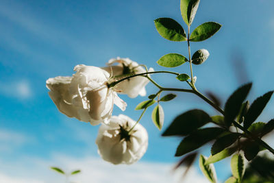 Close-up of white flowering plant against sky