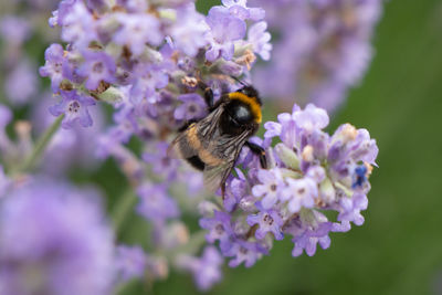 Close-up of bee pollinating on lavender