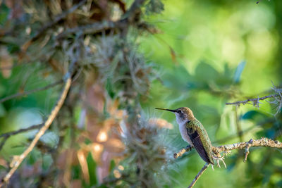 Close-up of bird perching on tree