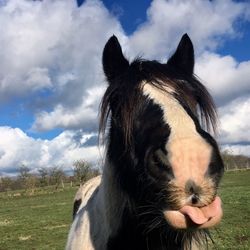 Close-up of horse on field against sky