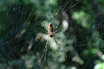 Close-up of spider web