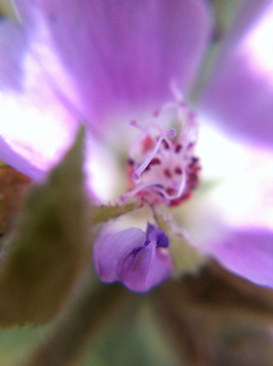 flower, freshness, petal, fragility, growth, purple, flower head, close-up, beauty in nature, nature, selective focus, blooming, pink color, focus on foreground, in bloom, blossom, plant, stamen, outdoors, botany