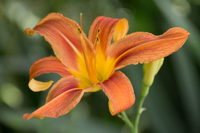 Close-up of orange day lily