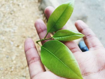 Close-up of hand holding leaves